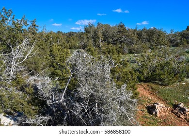 Landscape of Cyprus near Avakas Gorge. Wild nature - Shutterstock ID 586858100