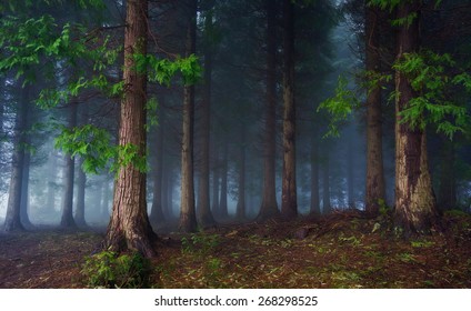 Landscape Of Dark Forest With Fog