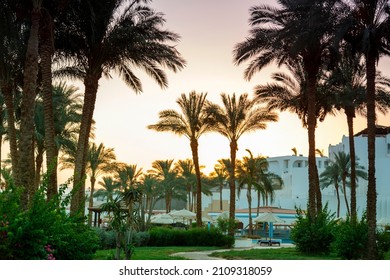 Landscape of date palms on the background of mountains and sky after sunset. Horizontal photo