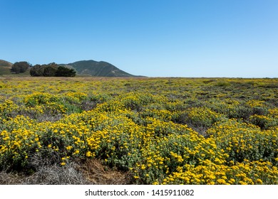 The Landscape Of Montaña De Oro State Park