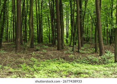 landscape of deciduous forest of the temperate zone