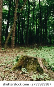 landscape of deciduous forest of the temperate zone with tree trunk