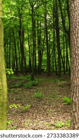 landscape of deciduous forest of the temperate zone