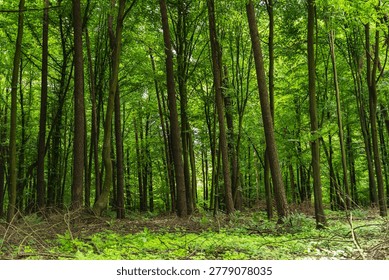 landscape of deciduous forest of the temperate zone
