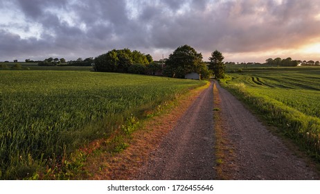 Landscape in Denmark with immature grain, path, sunset and homestead