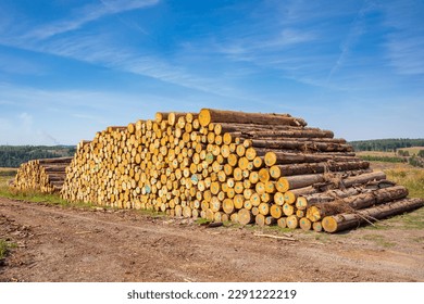 Landscape Der Harz national park, Germany. Green forest, stacked logs, open flowering grass meadow field and hiking trails. - Powered by Shutterstock