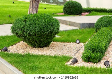 Landscape Design Evergreen Bush Boxwood With Mulching Pebbles And A Green Lawn With Black Lighting Fixtures For Garden Illumination.