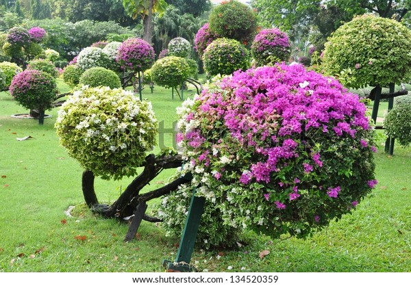 Landscape Design Round Shape Trees Cut Stock Photo 134520359 | Shutterstock