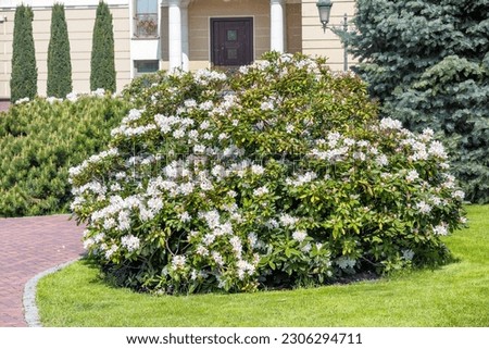 Landscape design of a spring garden with a blooming white azalea bush against the background of a house on a sunny day.
