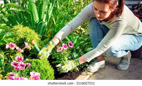 A Landscape Designer Plants Flower Seedlings With Hand Trowel In A Flower Garden. Garden And Landscape Work In Early Spring. Neat Flower Bed With Black Soil. Planting Potted Plants In Soil.