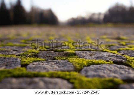 Similar – Image, Stock Photo Cobblestone with moss, autumnal