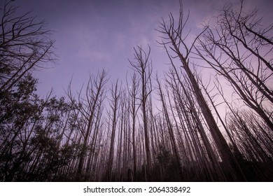 Landscape Devastated In The Black Saturday Bushfires Near Marysville, Victoria Australia