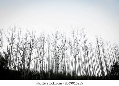 Landscape Devastated In The Black Saturday Bushfires Near Marysville, Victoria Australia