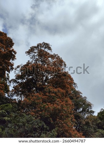 A landscape dominated by a large tree with reddish-brown foliage