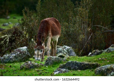 Landscape Of A Donkey Grazing In Huascarán National Park Peru