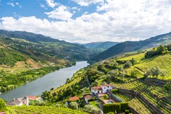 Paesaggio Del Fiume Douro In Portogallo - Vigneti
