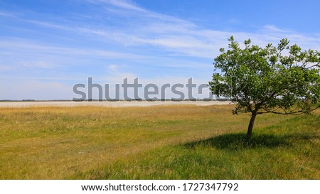 Landscape of dried 'Lange Lacke' lake with lone tree in the corner, in May 2020. Popular bird watching spot in Burgenland. Stock photo © 