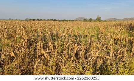 Landscape of dry corn fields during the dry season in Thailand 
