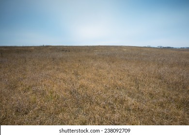 landscape with dry grass