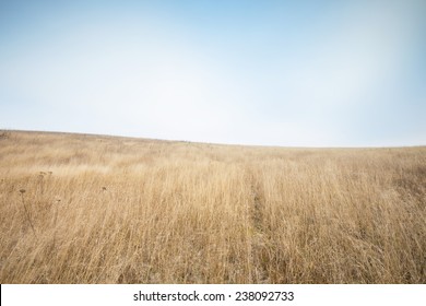 landscape with dry grass