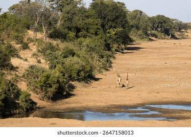 Landscape of the dry Shingwedi River bed wih giraffe moving slowly away