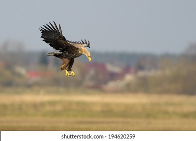 Eagle Attack Images Stock Photos Vectors Shutterstock