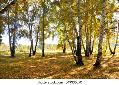 Landscape early autumn. Glade with yellow grass and leaves on the background of autumn birch trees illuminated by the sun and blue sky. West Siberia - Shutterstock ID 549336070