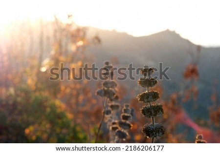 Landscape of the Ed Davis Park at Towsley Canyon - California, USA - during sunset