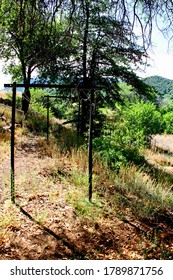 Landscape of an empty clothes line surrounded by lush foliage