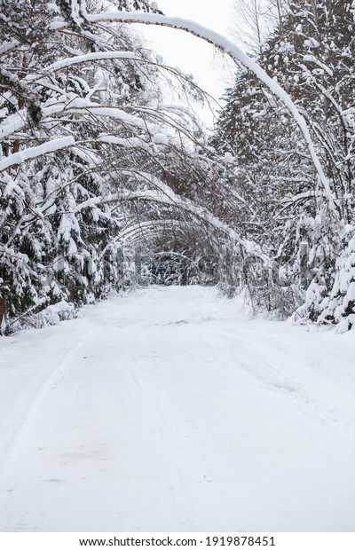Landscape with empty forest road and\
snow-covered trees after heavy\
snowfall