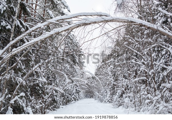Landscape with empty forest road and\
snow-covered trees after heavy\
snowfall