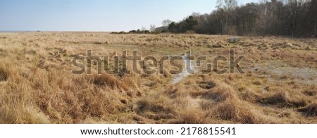 Landscape of an empty and secluded uncultivated marshland against a blue sky. Swamp in a natural environment in the countryside for farming and cultivation in summer. Remote marsh setting in nature