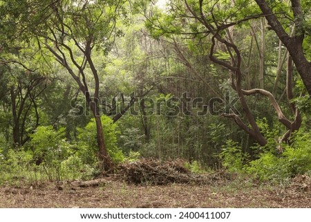 landscape, environment, foliage, green, road, trail, path, forest, walk, travel, park, plant, walkway, alley, trees, sunlight, outdoor, tree, nature, fairytale, summer, fresh, growth, garden,