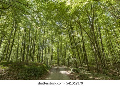 Landscape, Fageda d en Jorda, forest beech tree, Olot, Garrotxa, province Girona, Catalonia, Spain.
