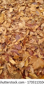 a landscape of fallen forests