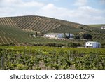 Landscape with famous sherry wines grape vineyards in Andalusia, Spain, sweet pedro ximenez or muscat, or palomino grape plants, used for production of jerez, sherry sweet, brandy and dry wines