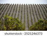 Landscape with famous sherry wines grape vineyards in Andalusia, Spain, sweet pedro ximenez or muscat, or palomino grape plants, used for production of jerez, sherry sweet, brandy and dry wines