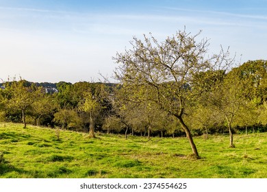 Landscape of a farm plot with trees with sparse autumn foliage on green grass, horizon against blue sky in background, sunny autumn day in Sweikhuizen, South Limburg, Netherlands