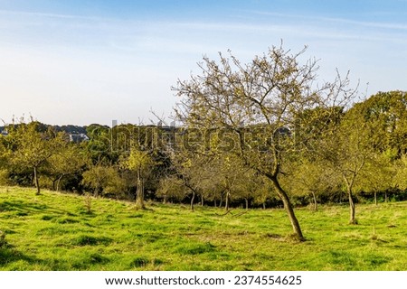 Landscape of a farm plot with trees with sparse autumn foliage on green grass, horizon against blue sky in background, sunny autumn day in Sweikhuizen, South Limburg, Netherlands