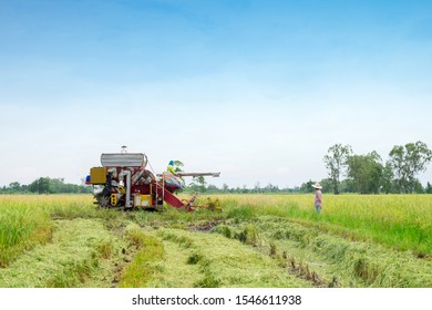 Landscape Of Farmer Harvesting Rice In Paddy Field With Harvest Car.