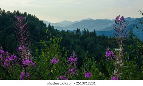 The landscape features rolling green hills adorned with dense evergreen forests. The layered relief creates a sense of depth, while the gentle hazy sky adds to the serenity of the scene. - Powered by Shutterstock