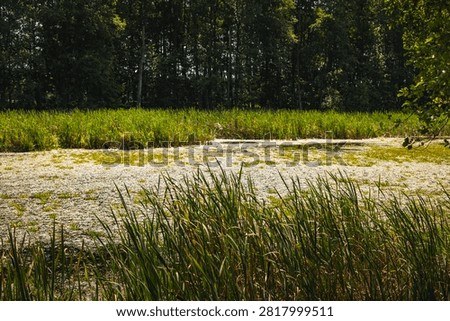a landscape featuring a oxbow lake in the Bug River valley in Podlasie