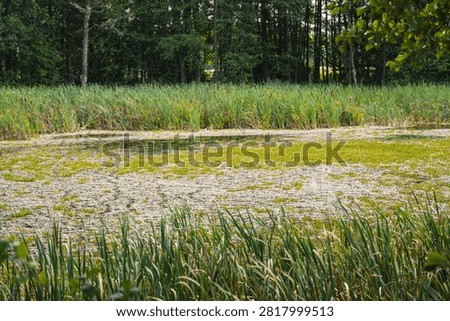 a landscape featuring a oxbow lake in the Bug River valley in Podlasie