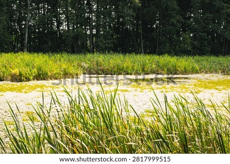 a landscape featuring a oxbow lake in the Bug River valley in Podlasie