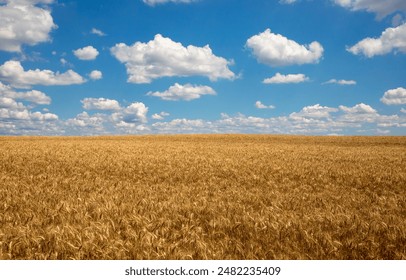 Landscape with a field of golden wheat and blue sky. A ripe wheat crop - Powered by Shutterstock