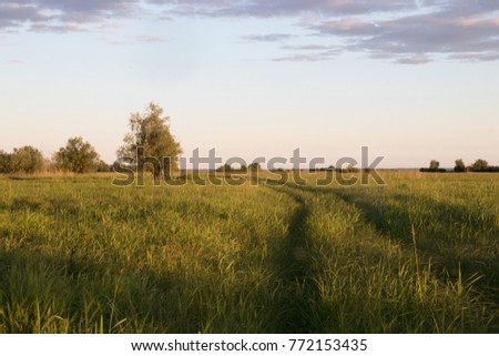 Landscape of a field with tall grass, the road stretches into the distance and standing trees and shrubs