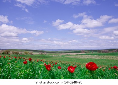 Landscape, A Field Of Wild Peonies. Field With Red Flowers