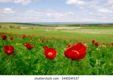 Landscape, A Field Of Wild Peonies. Field With Red Flowers