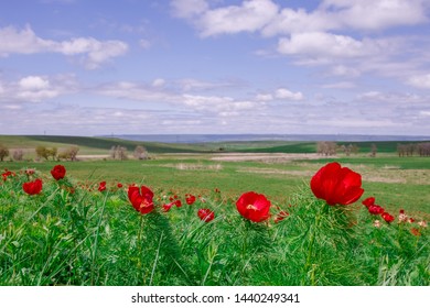 Landscape, A Field Of Wild Peonies. Field With Red Flowers