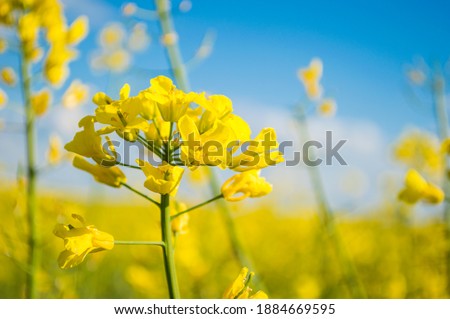 Landscape of a field of yellow rape or canola flowers, grown for the rapeseed oil crop. Field of yellow flowers with blue sky and white clouds. Spring in Ukraine